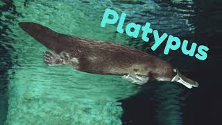 Platypus [upl. by Hadihsar74]