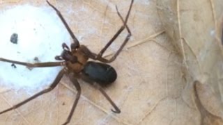 How to ID a Brown Recluse Spider  identify a fiddleback or violin arachnid [upl. by Rivalee216]