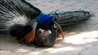 Peacock Mating 19 [upl. by Bernardi]