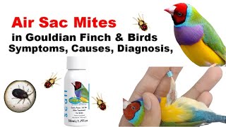 Air Sac Mites in Birds Symptoms Causes Diagnosis Exotic Gouldian Finch bird issues and Treatment [upl. by Euk]