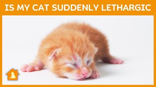 Why Is My Cat Suddenly Lethargic and Weak  Pets Guideline [upl. by Lekkim]