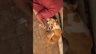 Dog Feeding Video ♥️ 🐕 Feed by Shobha 🥰❤️🐶 likeshare comment FOLLOW [upl. by Benilda365]