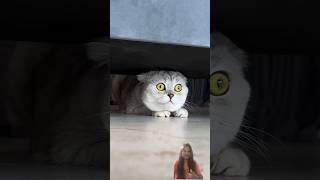 Fears of Sonias cat😿cat funny shorts [upl. by Hedwig]