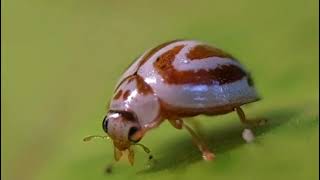 Grooming activity of Ladybird beetle Anegleis sp from Yeoor Sanjay Gandhi National Park SGNP [upl. by Yllaw317]