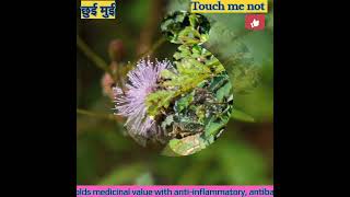 Mimosa pudica Thigmonasty Healing herb Thanks Shubham Gosavi Ratheesh Ravindran freesoundserve [upl. by Lanti]