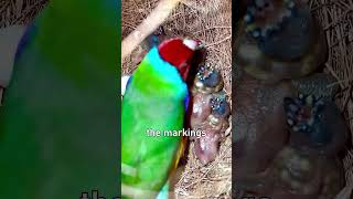 Why do Gouldian Finch chicks have luminous nodules in their beaks animalcuriosities [upl. by Yelnikcm550]