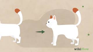 How to Identify Worms in a Cat [upl. by Kirch]