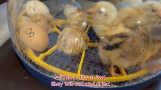 How to incubate chicken eggs kitchen incubator chicks chickhatching eegs [upl. by Grimbal591]