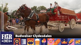 Budweiser Clydesdales – Fair 2024 [upl. by Kimble]