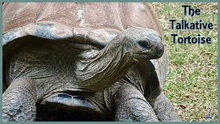 The Talkative Tortoise from the Jataka Tales [upl. by Yeliah]