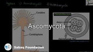 Ascomycota Biology Lecture  Sabaqpk [upl. by Ahtnams]