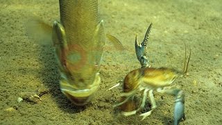 Amazing Underwater Video Smallmouth Bass Feeding Engbretson Underwater Photography [upl. by Lymn]