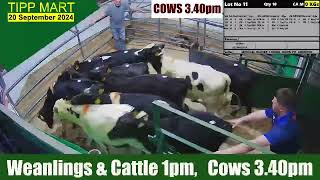 TIPPERARY TOWN MART 20 Sep 2024 Calves Cattle amp cows [upl. by Rupert]