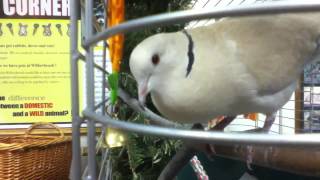 Ring Necked Dove Cooing [upl. by Barbey203]