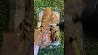 These Nike Football Boot’s Need a Cleaning in ASMR 🧼⚽️ [upl. by Pearson895]