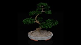 3D cad Bonsai tree designing video [upl. by Mimajneb248]