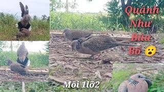 Bẩy Chim Cu Gáy Sóc Trăng🇻🇳 bổi Hòa Tú 17102024🐦 [upl. by Vassily276]