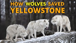 How Wolves Saved Yellowstone [upl. by Nodab689]