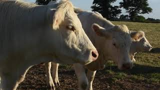 Charolais Cattle in France [upl. by Ponzo]