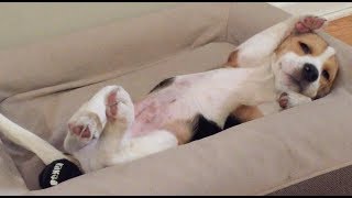 Waking up is hard for a beagle puppy Rubs his eyes [upl. by Hettie]