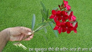 How to grow oleander from cuttings easy way with full update [upl. by Acirdna2]