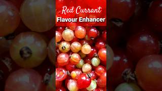 Red Currant Flavour Enhancer [upl. by Arlena409]