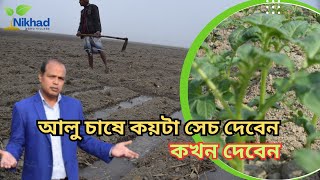 আলুর জমিতে কয়টা সেচ দিবেন  Potato cultivation  Nikhad Agro Village [upl. by Atnek]