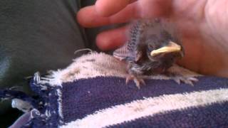 Feeding a baby mockingbird [upl. by Heidy]