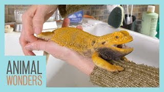 Keeping A Bearded Dragon Healthy  Femoral Pores [upl. by Odnamra]