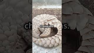 Pangolins The Hidden World Revealed This Will DOUBLE Your Subscribers WITHOUT Making VideosvidIQ1 [upl. by Yzmar]