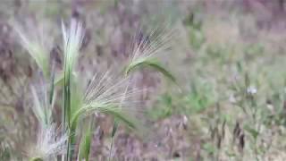 FOXTAIL BARLEY Hordeum jubatum [upl. by Eerised]