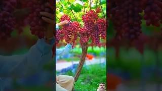 fruit naturallifeb satisfying naturalclips fruitcutting naturelife food fresh plants garde [upl. by Violet]