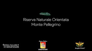 Trailer docufilm quotMonte Pellegrino dove è nata la biodiversitàquot [upl. by Adriaens]