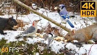 Cat TV for Cats to Watch 😺 Beautiful Birds and Squirrels in the Snow 🐿 8 Hours 4K HDR 60FPS [upl. by Terrag]