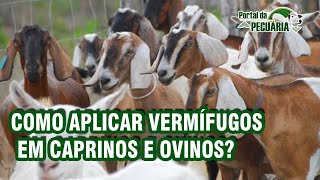 Como aplicar vermífugos em caprinos e ovinos [upl. by Onairelav726]