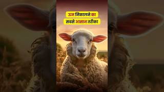 ऊन निकालने का सबसे आसान तरीका l bioclip wool harvesting system shorts animals [upl. by Pettiford131]