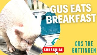 MINI PIG EATS BREAKFAST GUS THE GOTTINGEN [upl. by Nire]