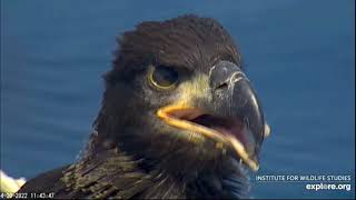 EXPLOREorg West End Bald Eagles The Chill Out Brigade amp closeups of Kanakini 30 Apr 2022 [upl. by Padraig]