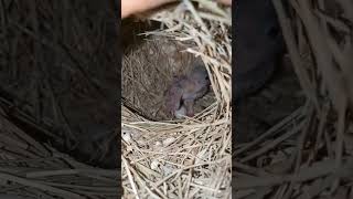 Finch baby finchesbreeding finchbird conure cockatiel javasparrow breedingbirds viralshorts [upl. by Naples]