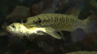 Baby Pickerels Eating Feeder Fish [upl. by Barling]