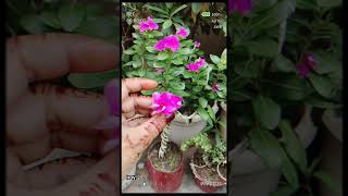 Health benefit for vinka sadabaharplant gardening nature [upl. by Wilkison]