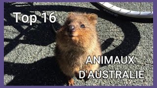 Top 16 des Animaux Endémiques dAustralie [upl. by Nahsab]