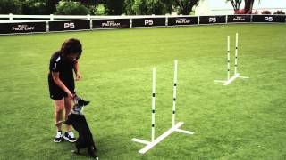 Dog Agility  Weave Poles  2x2  Pro Plan P5 Training [upl. by Nnairrek]