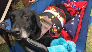 Hero Says Goodbye to Terminally Ill BombSniffing Dog in Heartbreaking Farewell [upl. by Sevein301]