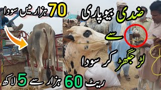 Nothern Bypass Mandi Me Soda Hogya  Cow Mandi 2023 [upl. by Gunner]