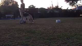 Gerberian Shepsky training 4 [upl. by Abdulla77]