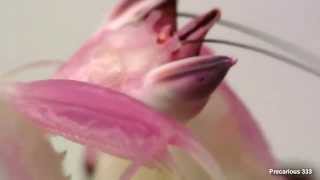 Orchid Mantis  very pink adult female [upl. by Edvard]