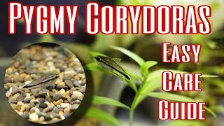 Pygmy Corydoras  Profile and Care Guide [upl. by Octavia]