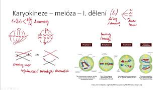 Rozmnožování buněk III  meióza [upl. by Ahsilek]