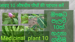 medicinal plantmedicinal plant and10 Ayurvedic plants10 popular plantsishan sri lanka [upl. by Couq438]